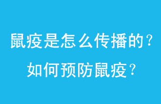 鼠疫是怎么傳播的？如何預防鼠疫？